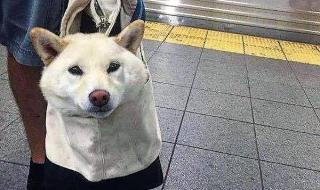 宠物犬能不能坐公交,地铁